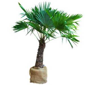 Location de palmier naturel Chamaerops