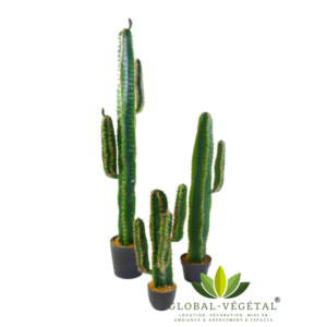 Location de cactus artificiel