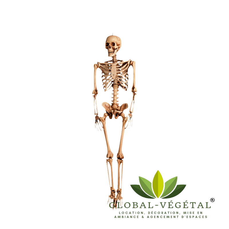 Location de squelette humain pour décoration - Global Végétal®