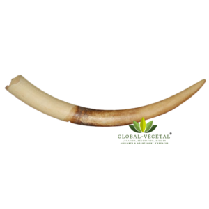 Location de fausse corne en ivoire