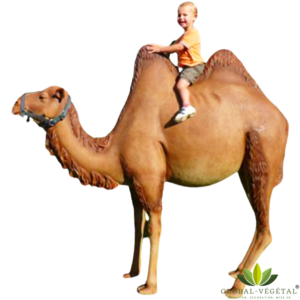 Location de chameau en résine