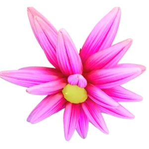 Location fleur gonflable rose fuchsia