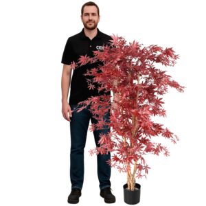 Location érable rouge 160cm