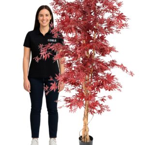Location érable rouge 190cm