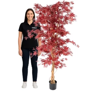 Location érable rouge 190cm