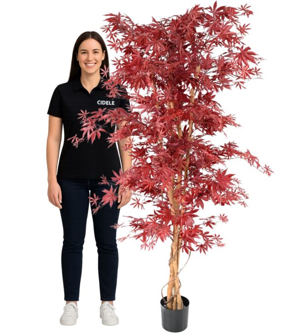Location érable rouge 190cm