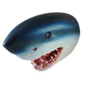 Location tête de requin bleu