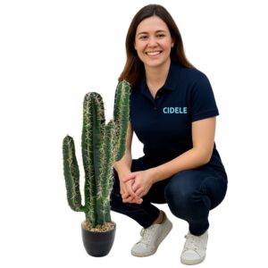 Location cactus 80cm