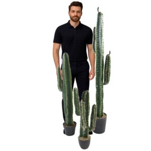 Location cactus 150cm