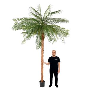 Location Palmier phoenix