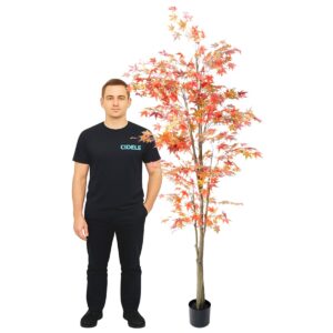 Location aralia orange 2 mètres 20