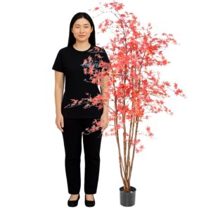 Location aralia orange 1 mètre 80