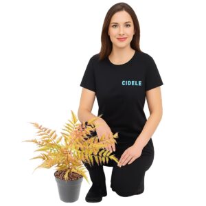 Location fougère orange